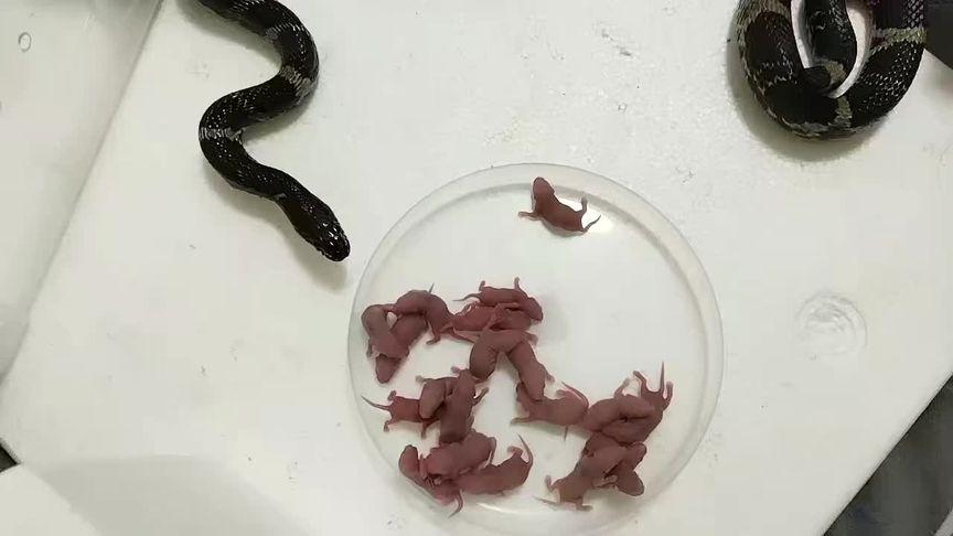 澳门科技大学读研和男子在湖边被蛇咬伤与男子在湖边被蛇咬伤视频